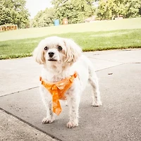 Pet Life Bonatied' Mesh Reversible And Breathable Adjustable W/ Designer Neck Tie Dog Harness