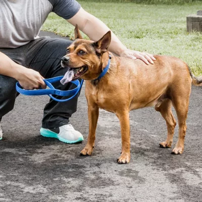 Pet Life Aero Mesh' 2-In-1 Dual Sided Comfortable And Breathable Adjustable Mesh-Collar Dog Leash