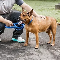 Pet Life Aero Mesh' 2-In-1 Dual Sided Comfortable And Breathable Adjustable Mesh-Collar Dog Leash