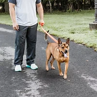 Pet Life Aero Mesh 2-In-1 Dual Sided Comfortable And Breathable Adjustable Mesh-Collar Dog Leash