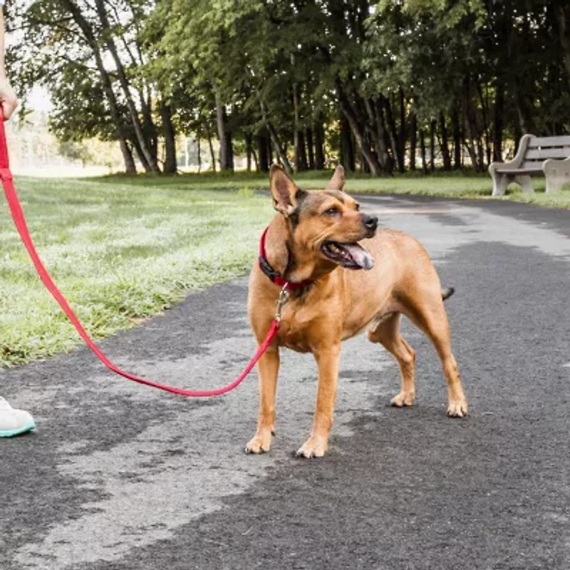 Pet Life Aero Mesh 2-In-1 Dual Sided Comfortable And Breathable Adjustable Mesh-Collar Dog Leash