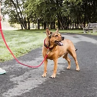 Pet Life Aero Mesh 2-In-1 Dual Sided Comfortable And Breathable Adjustable Mesh-Collar Dog Leash