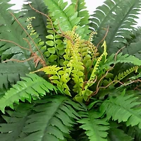 Nearly Natural 20in Green Double Boston Fern Artificial Plant