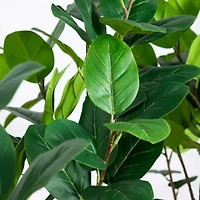 Nearly Natural 6ft. Green Audrey Ficus Artificial Tree