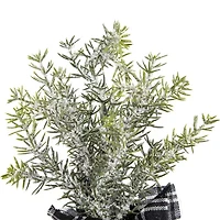Northlight Mini Frosted Pine - 10in - Set Of 3 1 Foot Pine Christmas Tree