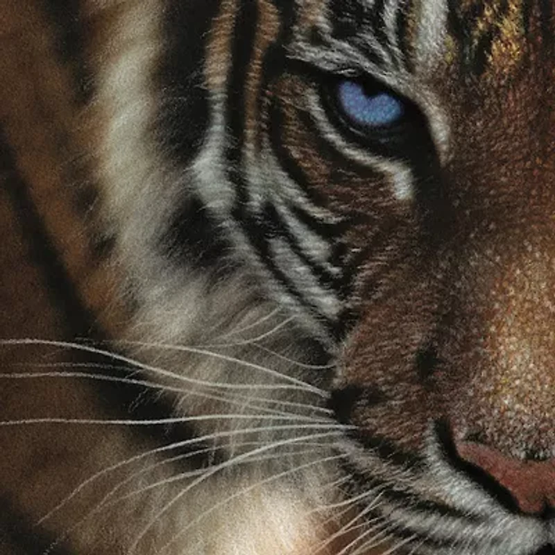 Hart Puzzles Blue Eyes Tiger By Colin Bogle, 24 X 30 1000 Piece Puzzle