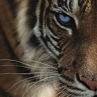 Hart Puzzles Blue Eyes Tiger By Colin Bogle, 24 X 30 1000 Piece Puzzle