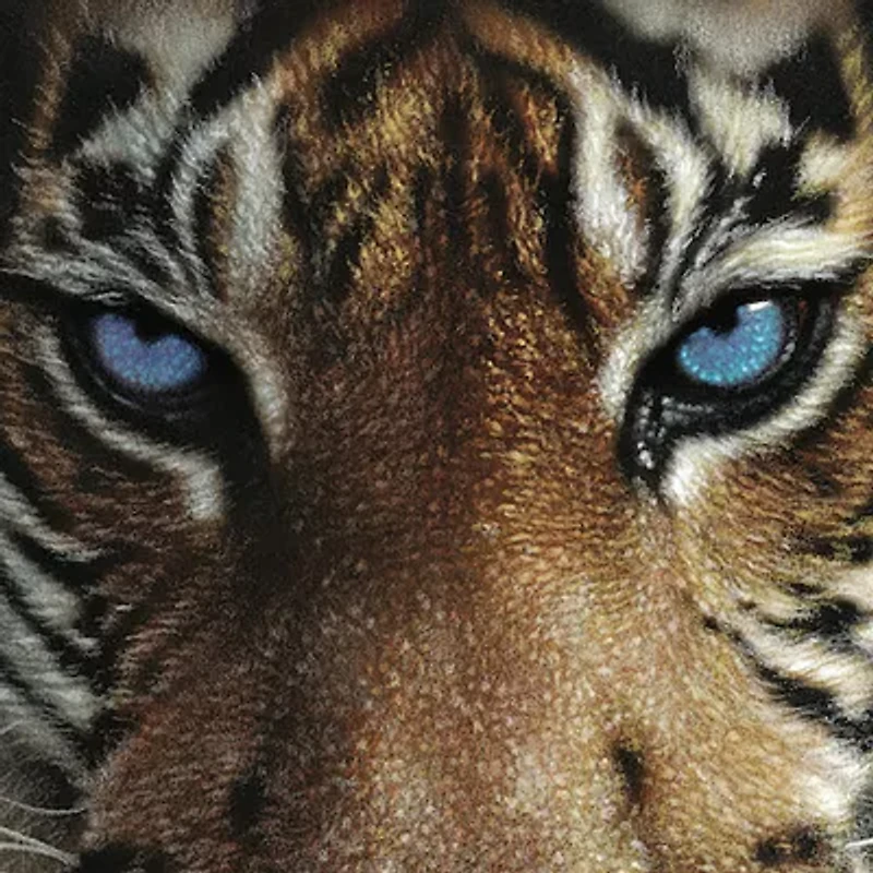 Hart Puzzles Blue Eyes Tiger By Colin Bogle, 24 X 30 1000 Piece Puzzle