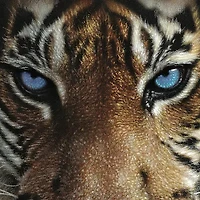 Hart Puzzles Blue Eyes Tiger By Colin Bogle, 24 X 30 1000 Piece Puzzle