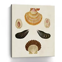 Lumaprints Knorr Shells I Giclee Canvas Art