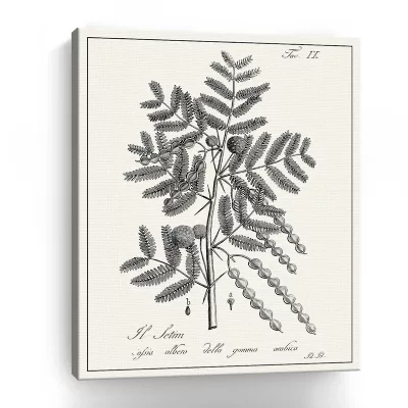Lumaprints Antique Black & White Botanical I Giclee Canvas Art