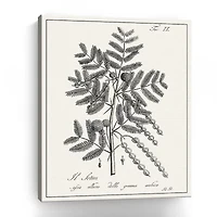 Lumaprints Antique Black & White Botanical I Giclee Canvas Art