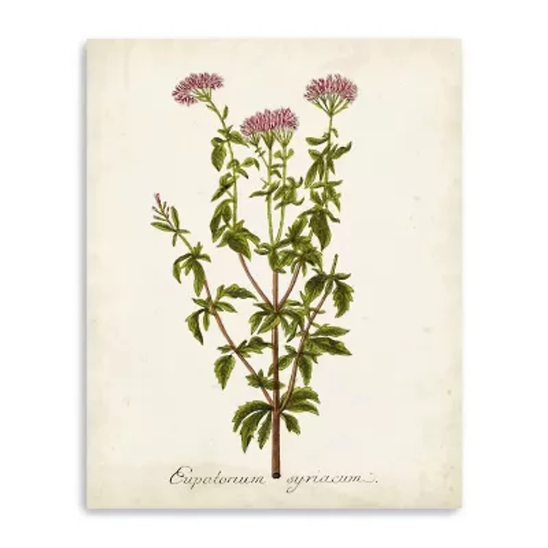 Lumaprints Antique Herb Botanical I Giclee Canvas Art