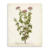 Lumaprints Antique Herb Botanical I Giclee Canvas Art
