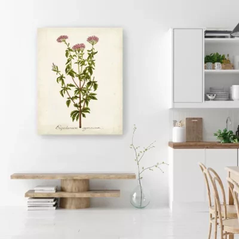 Lumaprints Antique Herb Botanical I Giclee Canvas Art