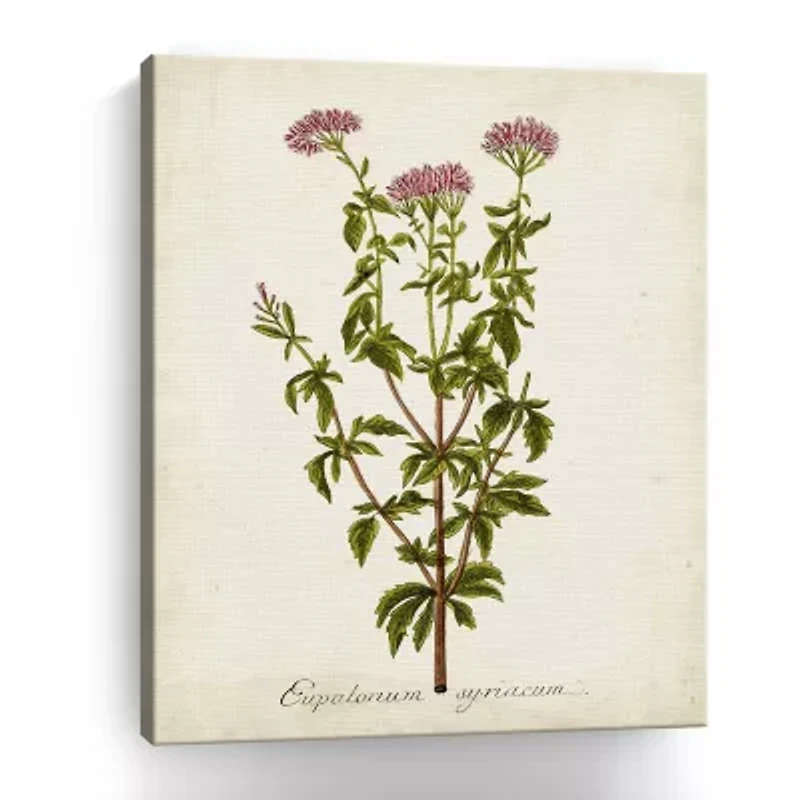 Lumaprints Antique Herb Botanical I Giclee Canvas Art