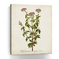 Lumaprints Antique Herb Botanical I Giclee Canvas Art