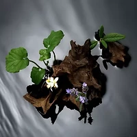 MESSI Platinum Eau De Parfum Spray Exclusive To JCPenney