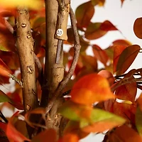 Nearly Natural 10' Orange Autumn Ficus Artificial Tree
