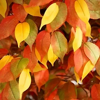 Nearly Natural 10' Orange Autumn Ficus Artificial Tree