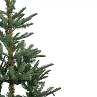 6.5' Pre-Lit Nordmann Fir Artificial Christmas Tree  Warm Clear LED Lights