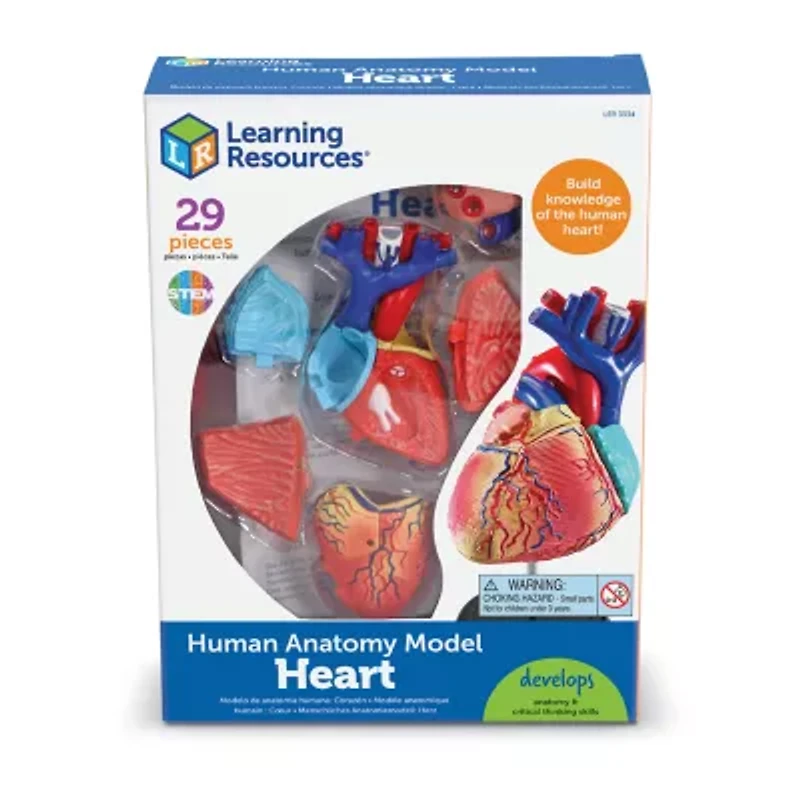 Learning Resources Heart Anatomy Model Discovery Toy