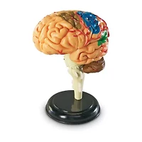 Learning Resources Brain Anatomy Model Discovery Toy
