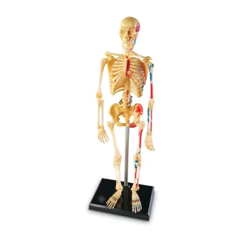 Learning Resources Skeleton Anatomy Model Discovery Toy