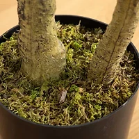 Nearly Natural 6ft. Green Black Olive Indoor Artificial Tree