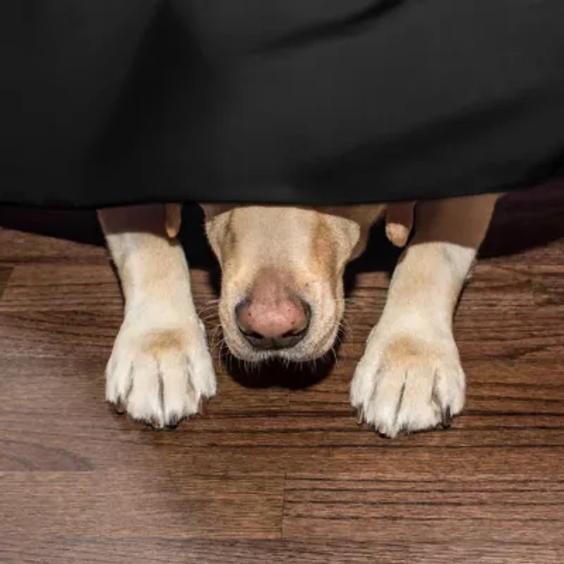 Martex Multi Pleat 15" Bed Skirt