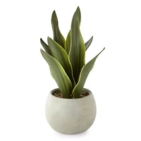 Linden Street 12in Snake Artificial Plant