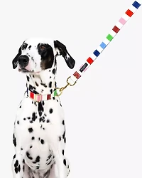 Adventure Stripe Collar