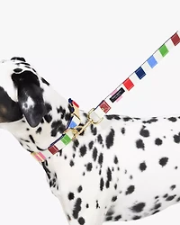 Adventure Stripe Collar