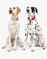 Adventure Stripe Collar