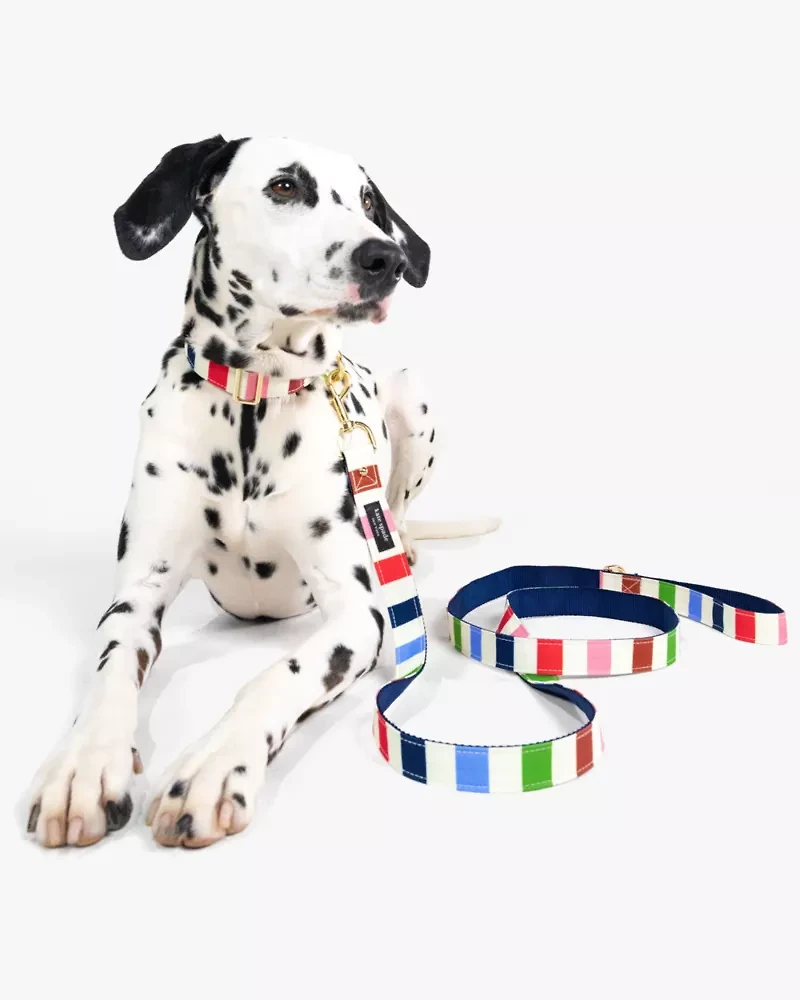 Adventure Stripe Leash