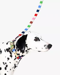 Adventure Stripe Leash