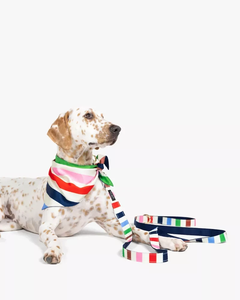 Adventure Stripe Leash