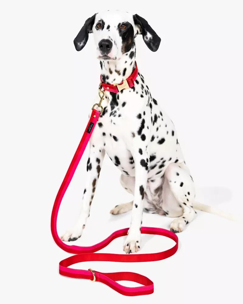 Colorblock Leash
