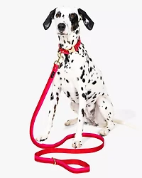 Colorblock Leash