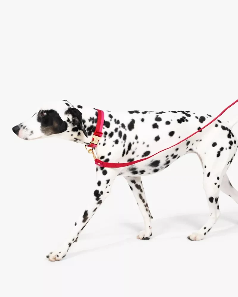 Colorblock Leash