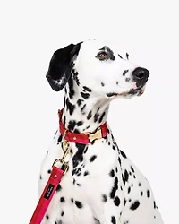 Colorblock Leash