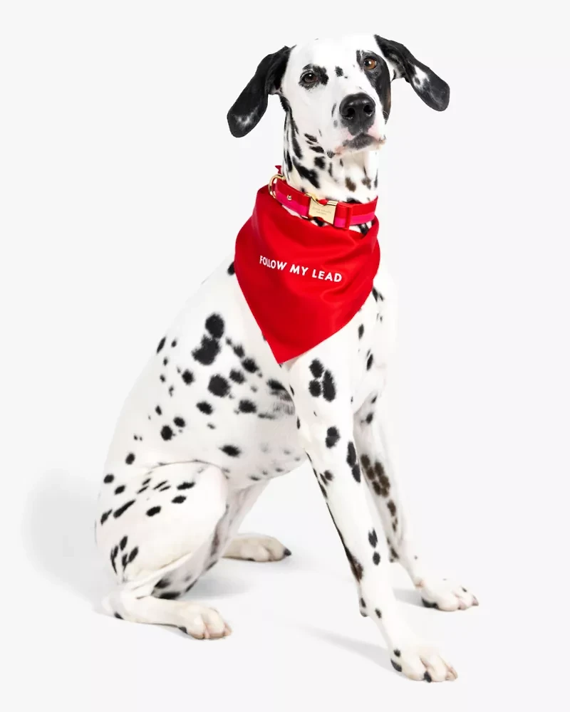 Follow My Lead Colorblock Bandana