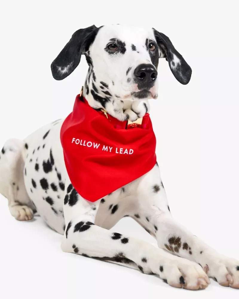 Follow My Lead Colorblock Bandana