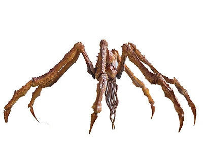 Hiya Toys Godzilla x Kong New Empire Exquisite Basic Previews Exclusive Scylla 6-in Action Figure