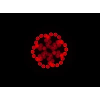 American DJ Focus Spot 5Z LED Light