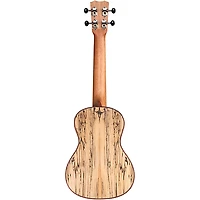 Cordoba 24C Spruce Spalted Maple Concert Ukulele Natural