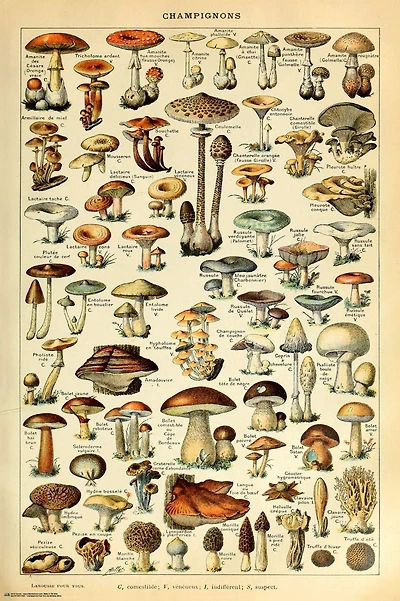 Mushrooms - Shroom ID Chart - NEW