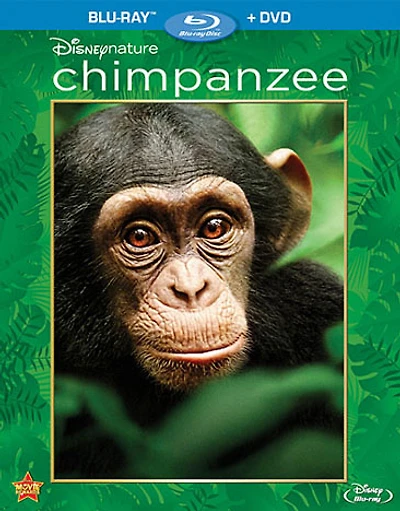 Chimpanzee - USED
