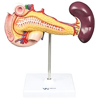 Walter Products Pancreas, Duodenum & Spleen Model