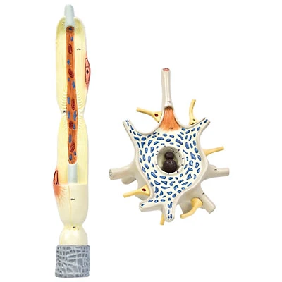 Walter Products Neuron Model